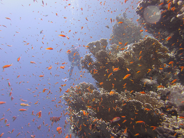 Buceo Mar Rojo Egipto